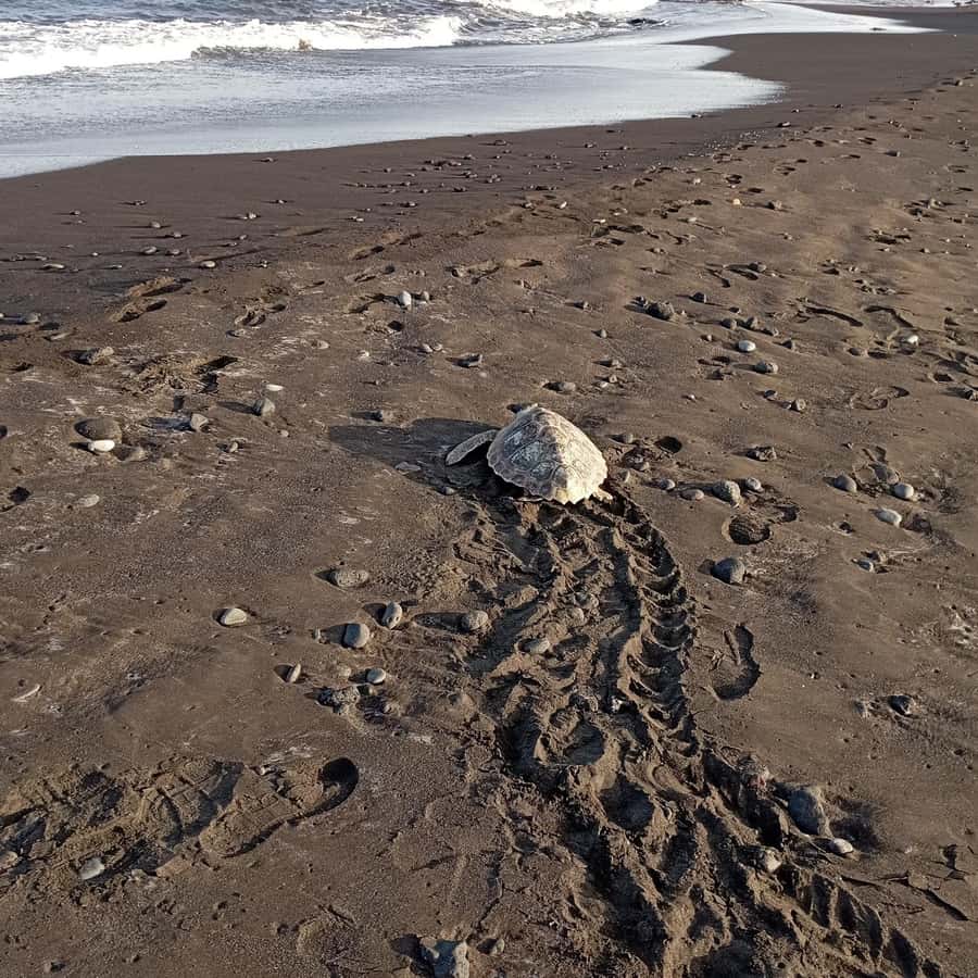 Santa Maria: Sal Island Sea Turtle Watching Experience - What the $37 price really covers