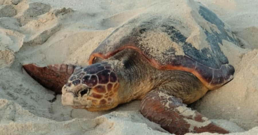 Santa Maria: Sal Island Sea Turtle Watching Experience - The 45-minute introduction in Santa Maria