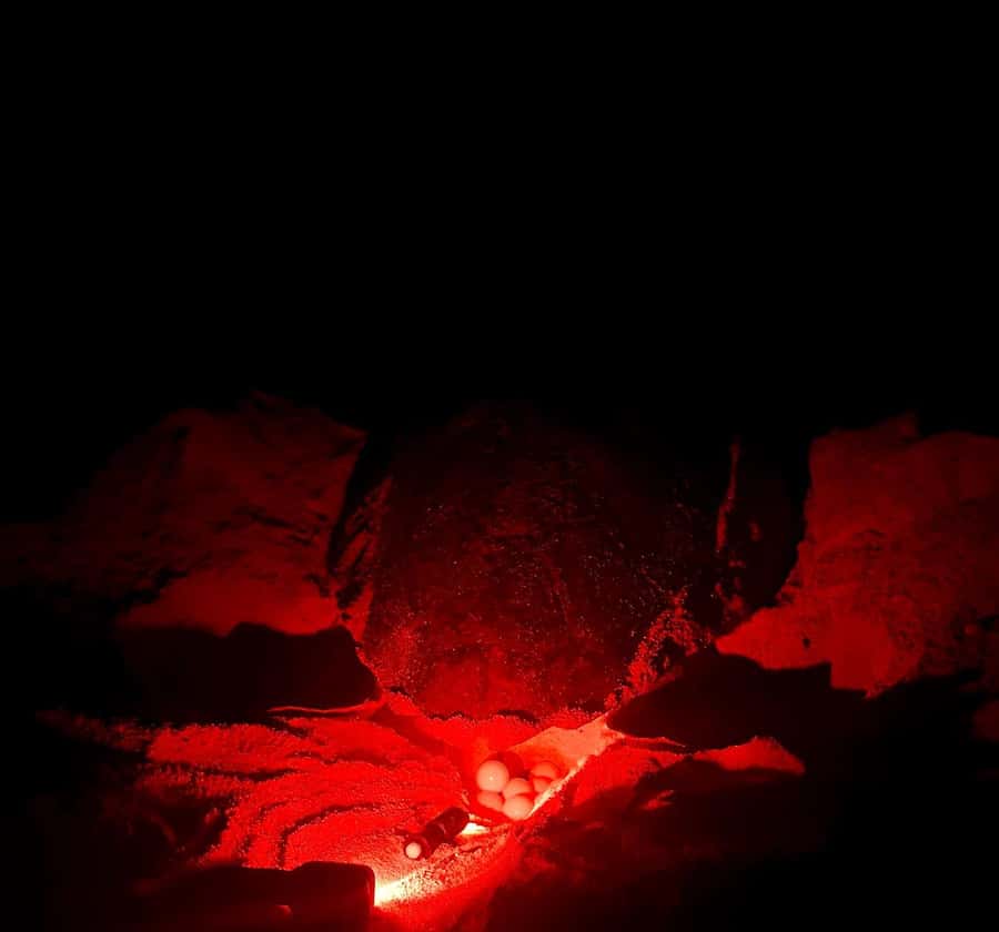 Santa Maria: Sal Island Sea Turtle Watching Experience - Leaving Santa Maria after dark
