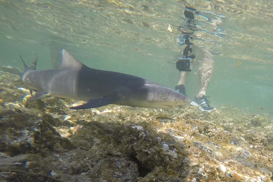 Santa Maria: Salt Mine, Natural Pool, and Shark Bay Tour - Lemon Shark Bay, the tour’s big moment