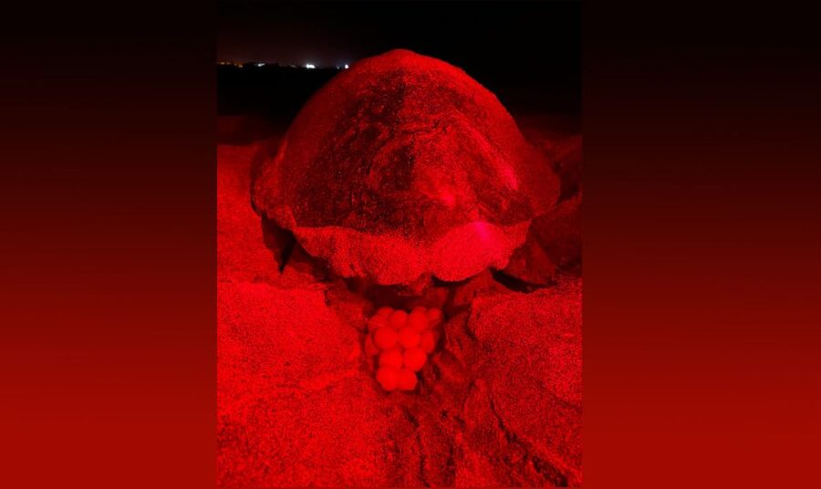 Santa Maria: Sea Turtle Watching Experience on Sal Island - Key points to know before you book