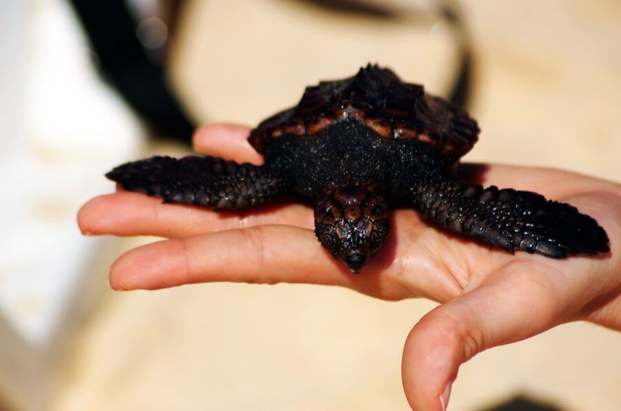 Santa Maria: Sea Turtle Watching Experience on Sal Island - Why this night on Sal feels different