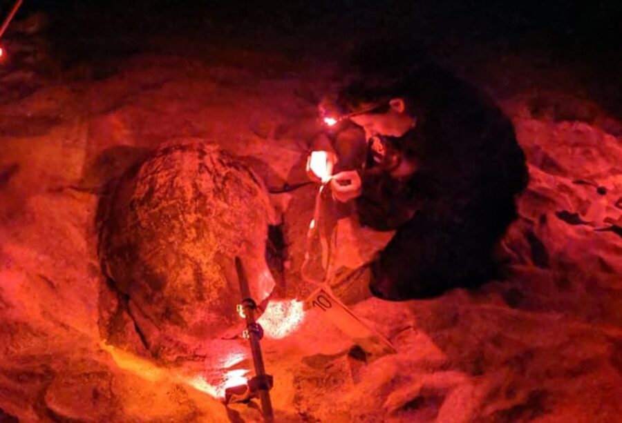 Santa Maria: Sea Turtle Watching Experience on Sal Island - The walk across the sand