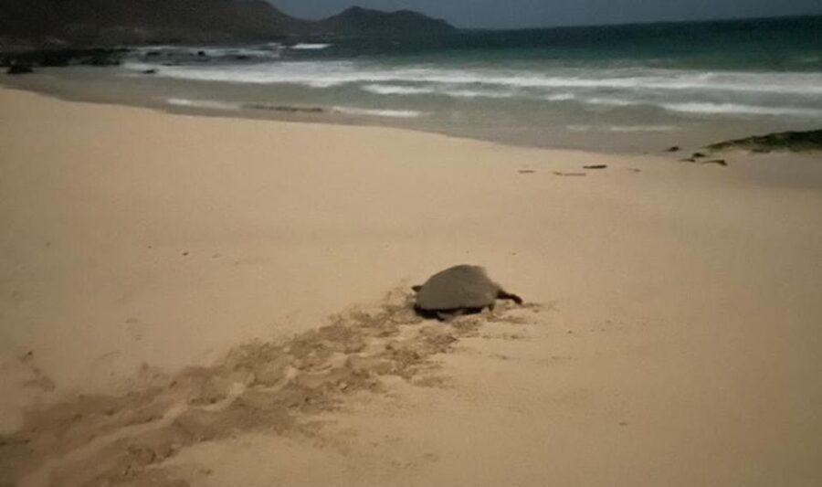 Santa Maria: Sea Turtle Watching Experience on Sal Island - Seeing a turtle come ashore