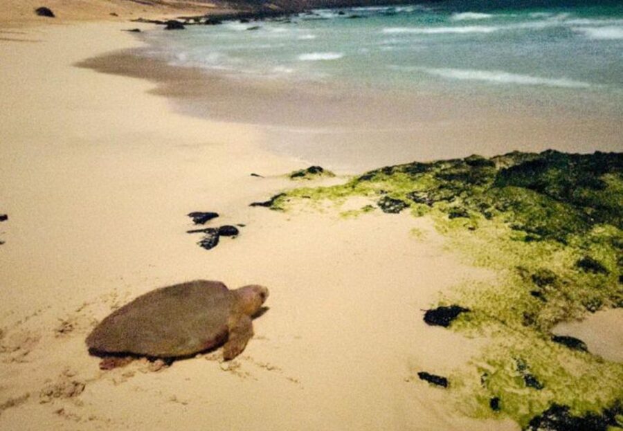 Santa Maria: Sea Turtle Watching Experience on Sal Island - Watching the egg-laying process