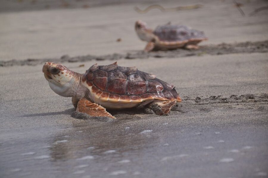 Santa Maria: Sea Turtle Watching Experience on Sal Island - The guides make or break the night