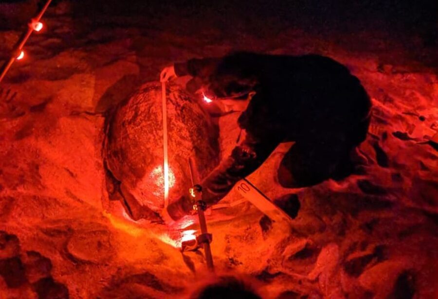Santa Maria: Sea Turtle Watching Experience on Sal Island - Leaving Santa Maria after sunset