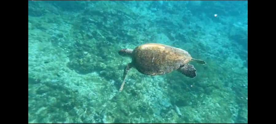 Santa Maria: Snorkeling Boat Tour - The essentials at a glance