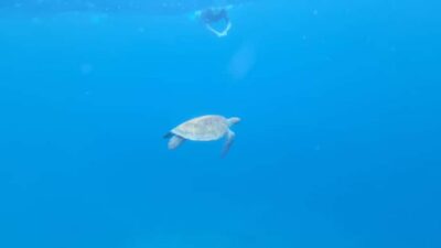 Snorkeling Boat Tour