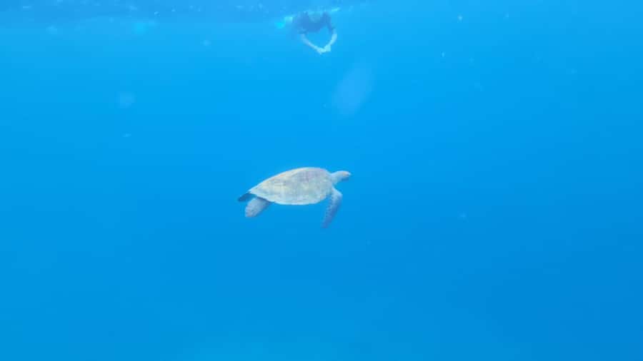 Santa Maria: Snorkeling Boat Tour - The Caldeirinha wreck and reef fish