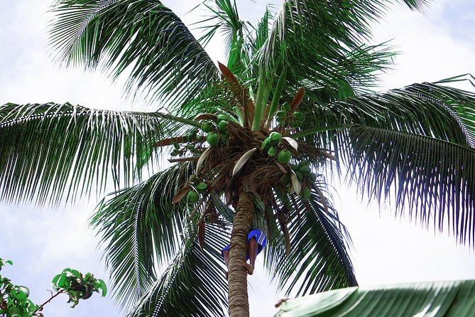 Santiago Island: Banana Plantation, Natural Park & Workshop with a local family - Why this four-hour outing works well from Praia