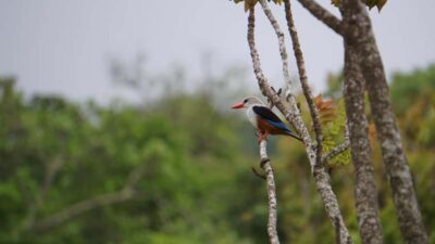 Full Day Island Tour & Visit to Cova de Paúl