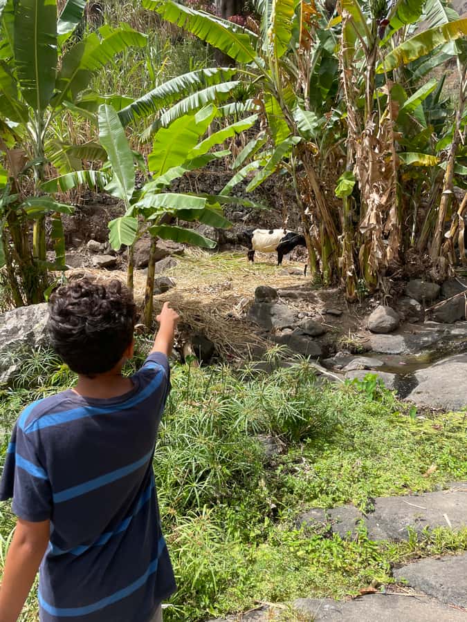 Santo Antão Highlights: Day Trip by Car with Ferry from SV - Why this day trip works for a first look at Santo Antão