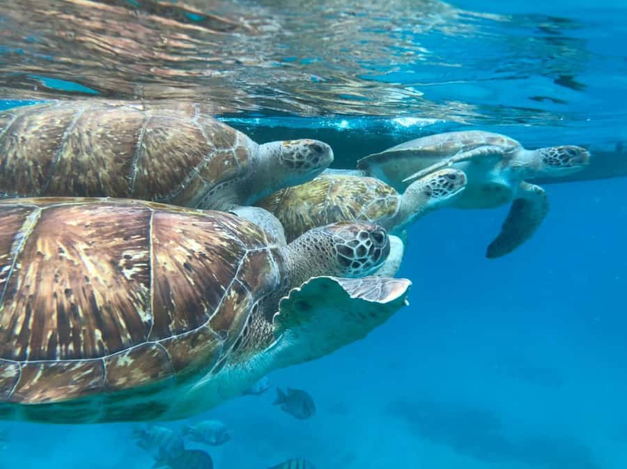 São Vicente: Snorkel with Sea Turtles Adventure - What happens before you enter the water