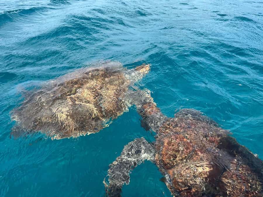 São Vicente: Snorkel with Sea Turtles Adventure - About an hour swimming beside turtles
