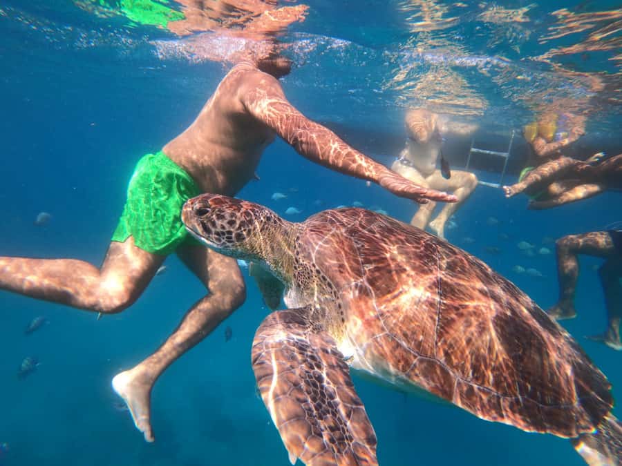 São Vicente: Snorkeling with Turtles Breathtaking Experience - Key points to know before booking