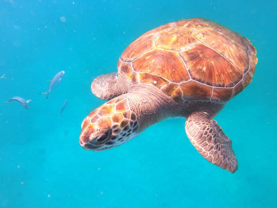 São Vicente: Snorkeling with Turtles Breathtaking Experience - Who will enjoy this São Vicente excursion