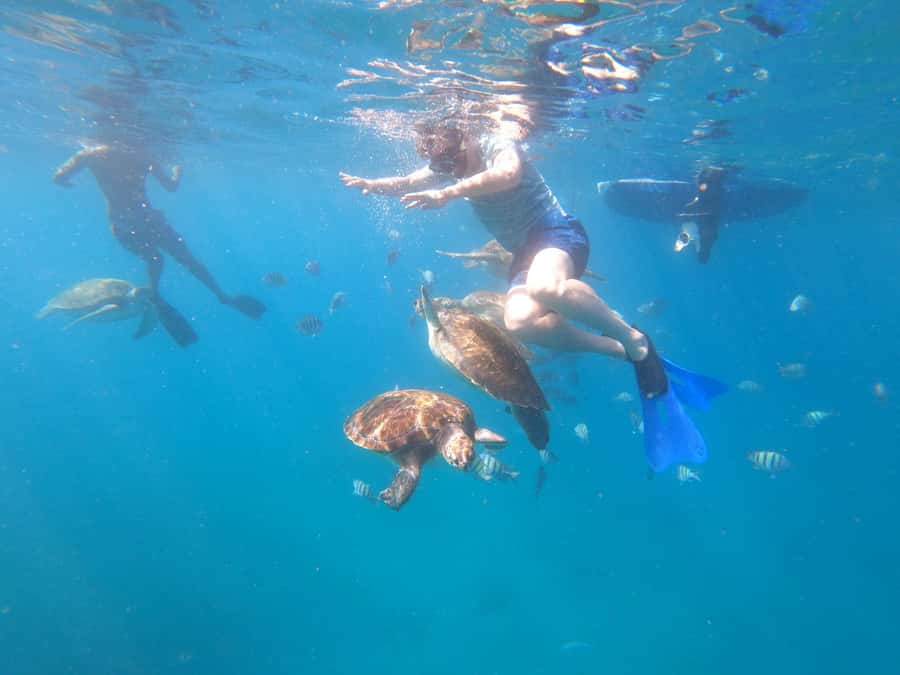 São Vicente: Snorkeling with Turtles Breathtaking Experience - Meeting the Green turtles near São Pedro