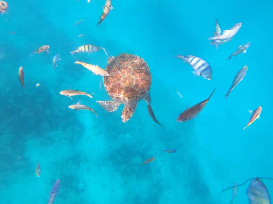 São Vicente: Snorkeling with Turtles Breathtaking Experience - The boat ride with São Pedro fishermen