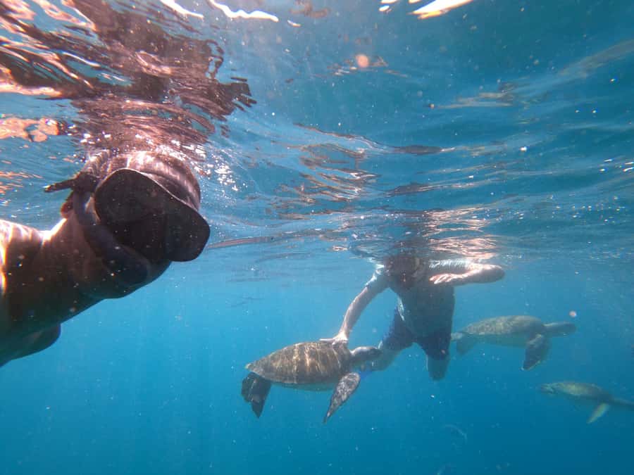 São Vicente: Snorkeling with Turtles Breathtaking Experience - The snorkeling encounter