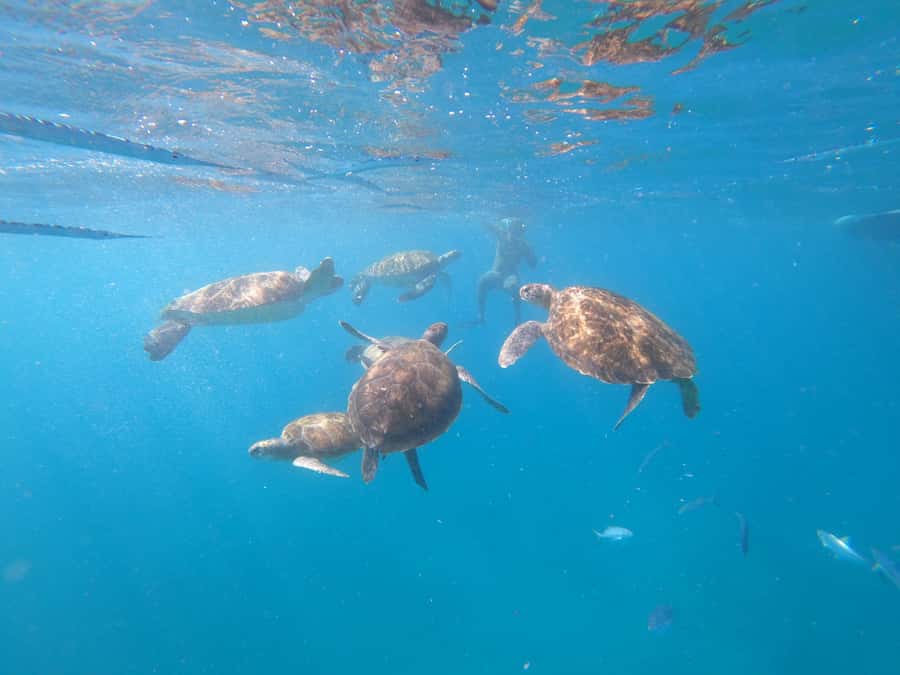 São Vicente: Snorkeling with Turtles Breathtaking Experience - What the $88 price really covers