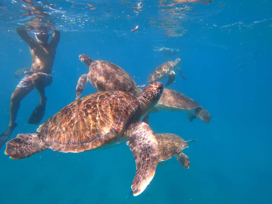 São Vicente: Snorkeling with Turtles Breathtaking Experience - Timing, comfort, and what to pack