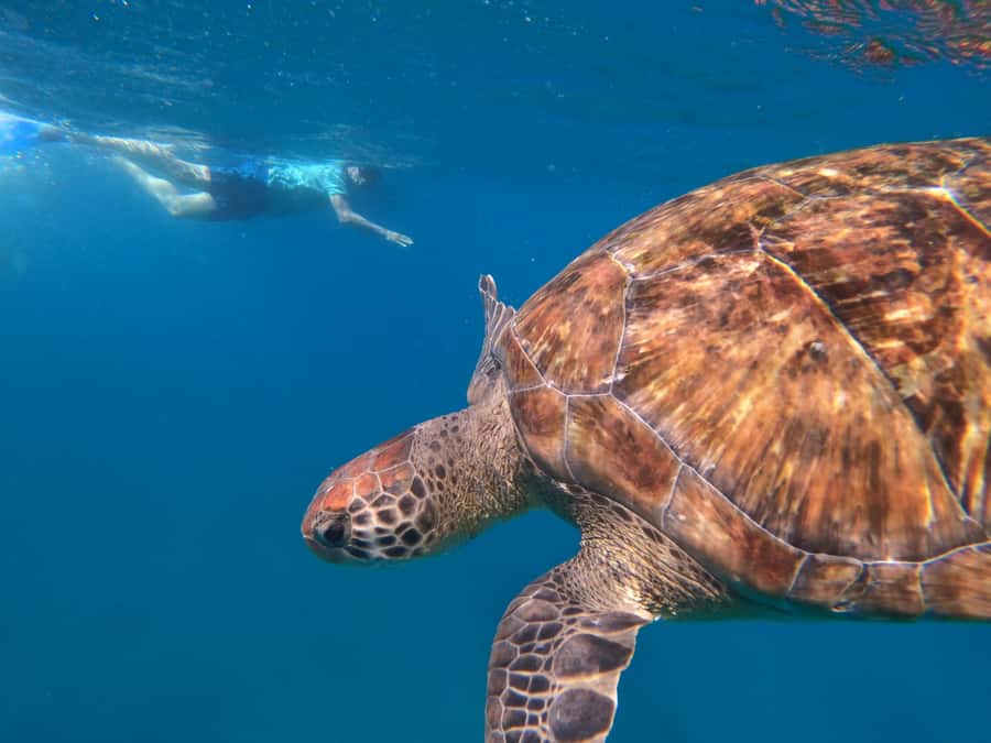 São Vicente: Snorkeling with Turtles Breathtaking Experience - The guide and communication question