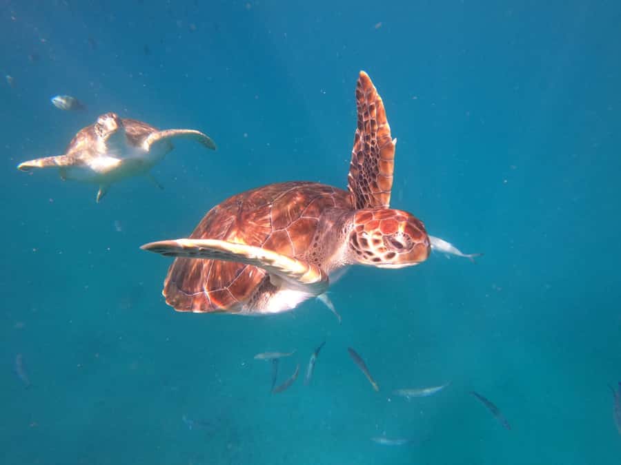 São Vicente: Snorkeling with Turtles Breathtaking Experience - From your hotel to São Pedro