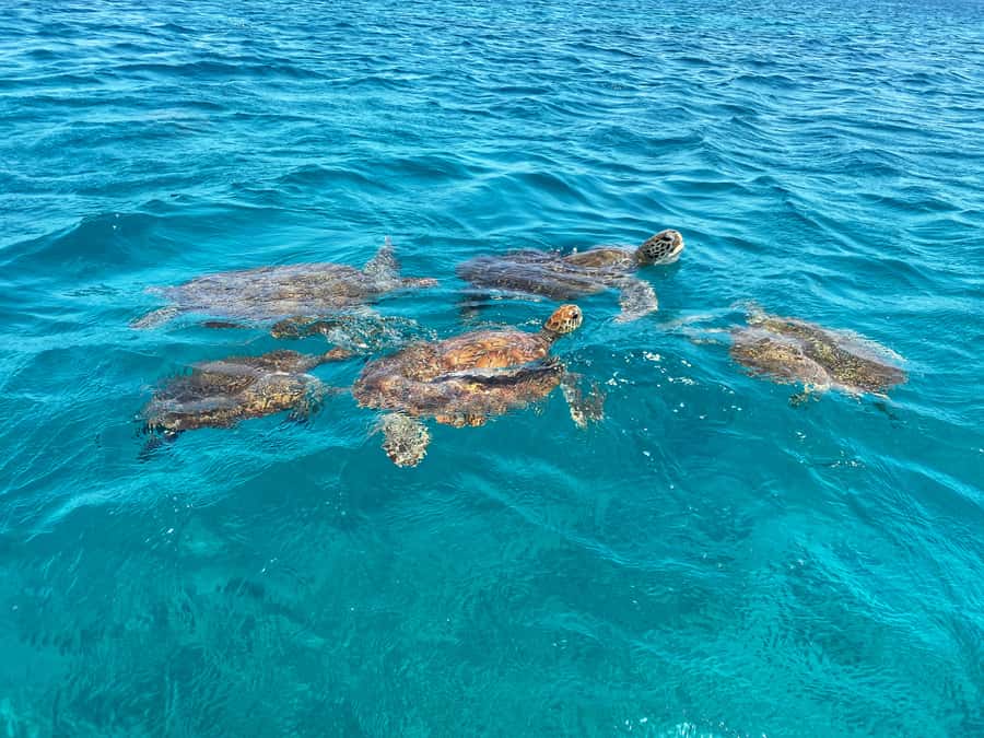 São Vicente: Swimming and Snorkeling Tour with Sea Turtles - Key points at a glance