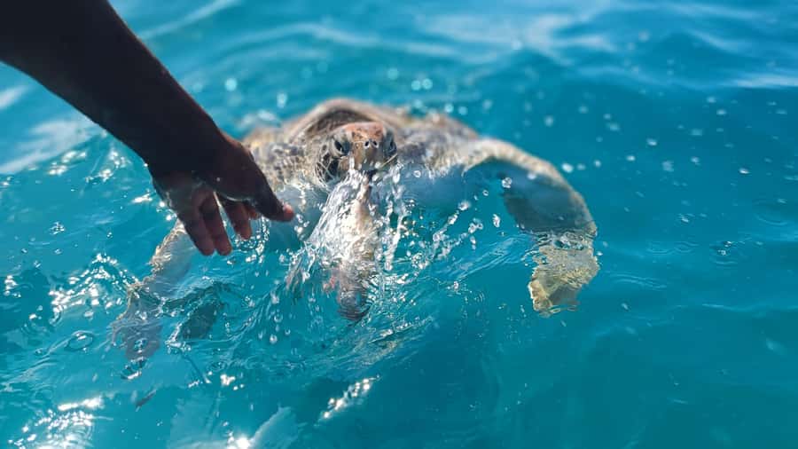 São Vicente: Swimming and Snorkeling Tour with Sea Turtles - Why this São Vicente turtle swim is special