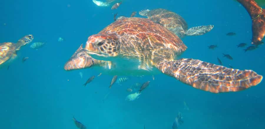 São Vicente: Swimming and Snorkeling Tour with Sea Turtles - São Pedro beach and the local boat