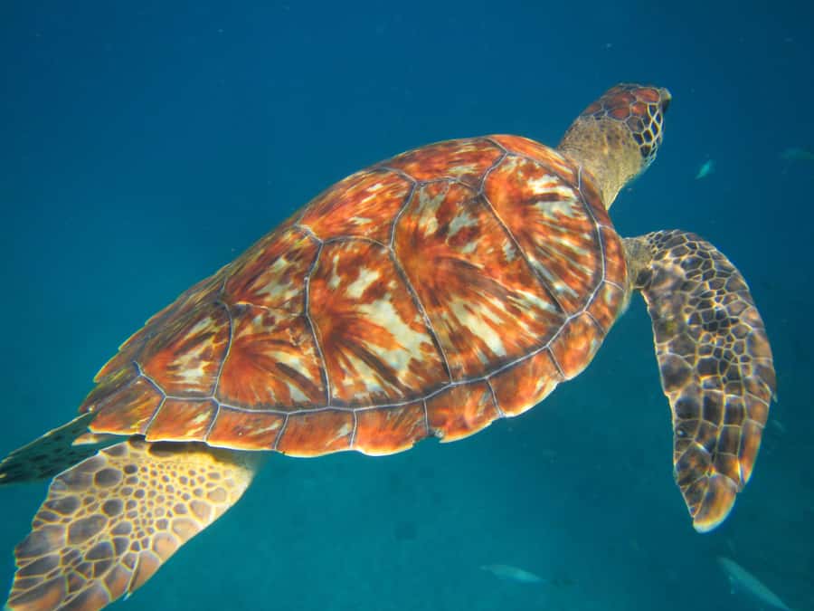 São Vicente: Swimming and Snorkeling Tour with Sea Turtles - From Mindelo to São Pedro in 20 minutes