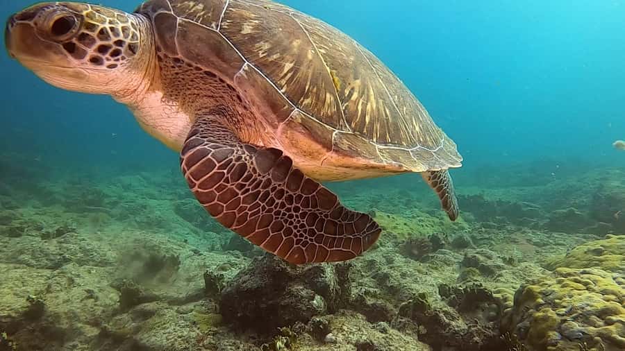 Short Snorkeling Trip - What the 1 to 6 meter depth means for you