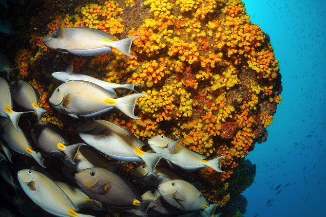 Snorkeling Experience in Santa Maria Bay by boat - Learning the Basics Before You Enter