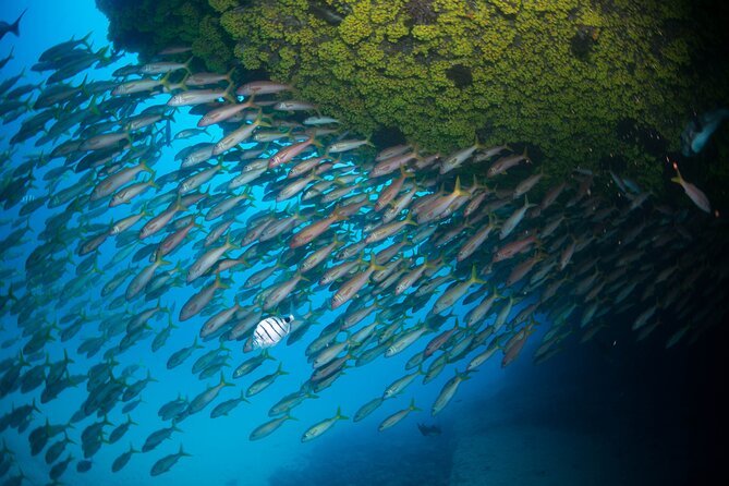 Snorkeling Experience in Santa Maria Bay by boat - Waves, Swimming Ability, and Comfort