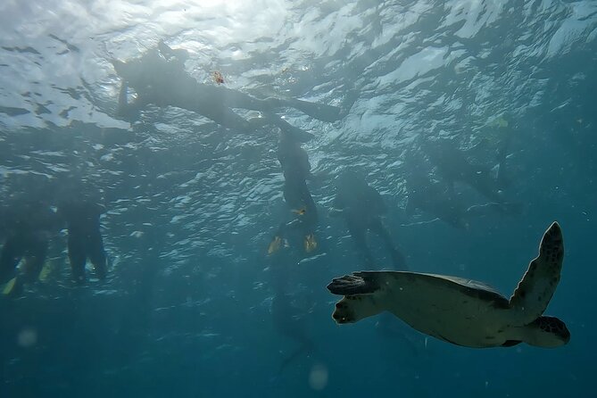 Snorkeling Experience in Santa Maria Bay by boat - Booking Details That Matter
