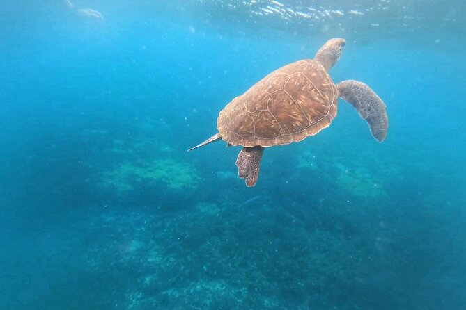 Snorkeling Experience in Santa Maria Bay by boat - Searching for Fish and Sea Turtles