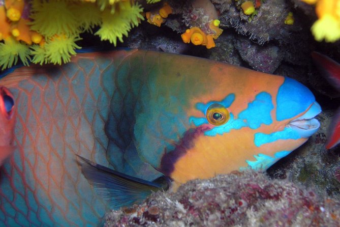 Snorkeling Tour - Key points to know before booking
