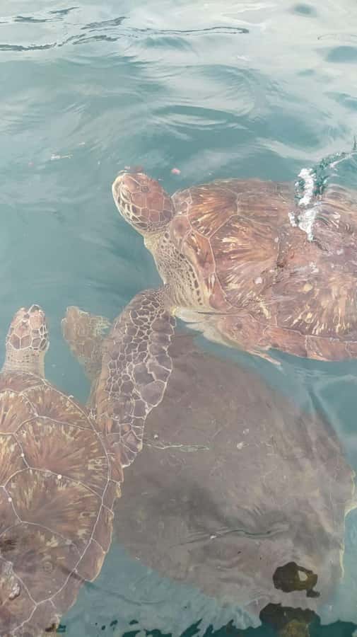 Snorkeling with Turtles - Key points to know before you book