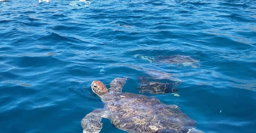 Snorkeling with turtles at Sao Pedro's Beach - Reaching São Pedro’s Beach by car and boat