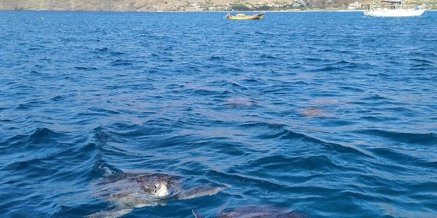 Snorkeling with turtles at Sao Pedro's Beach - Snorkeling beside the turtles