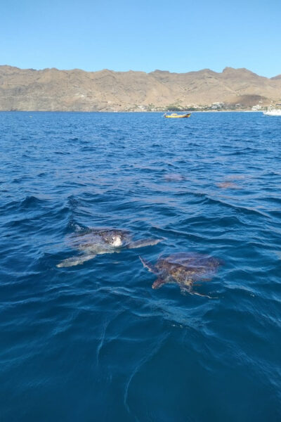 Snorkeling with turtles at Sao Pedro’s Beach