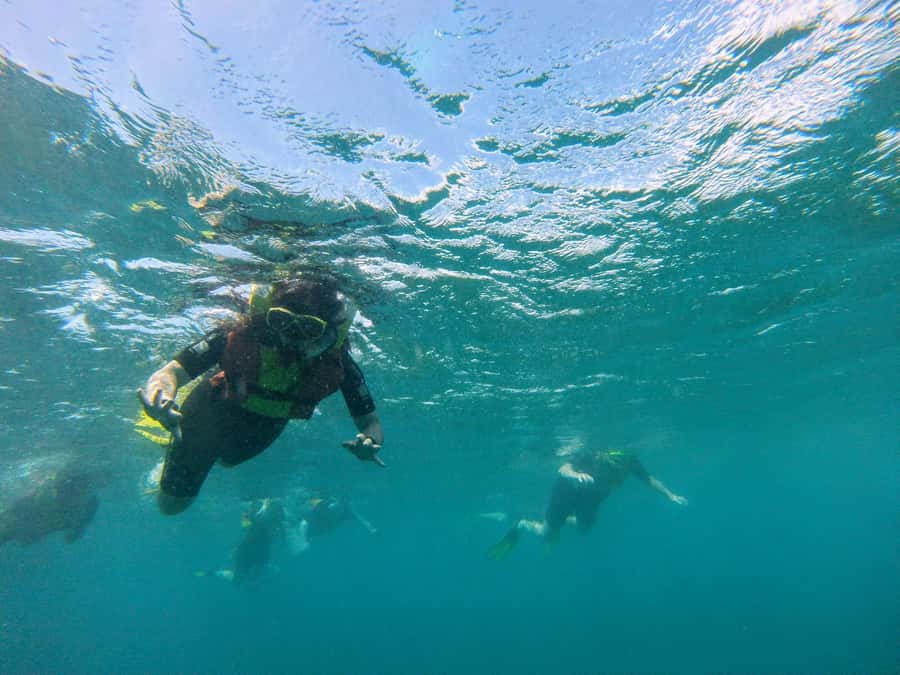 Snorkelling trip with certificate local guide - What the $50 price really covers