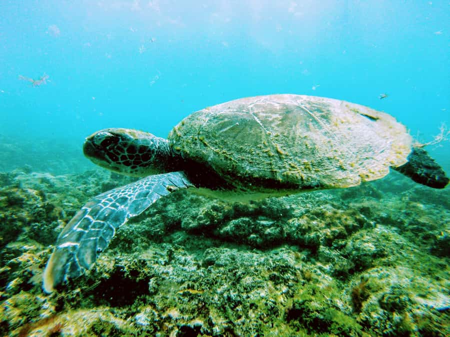 Snorkelling trip with certificate local guide - Morning or afternoon: which slot works best?