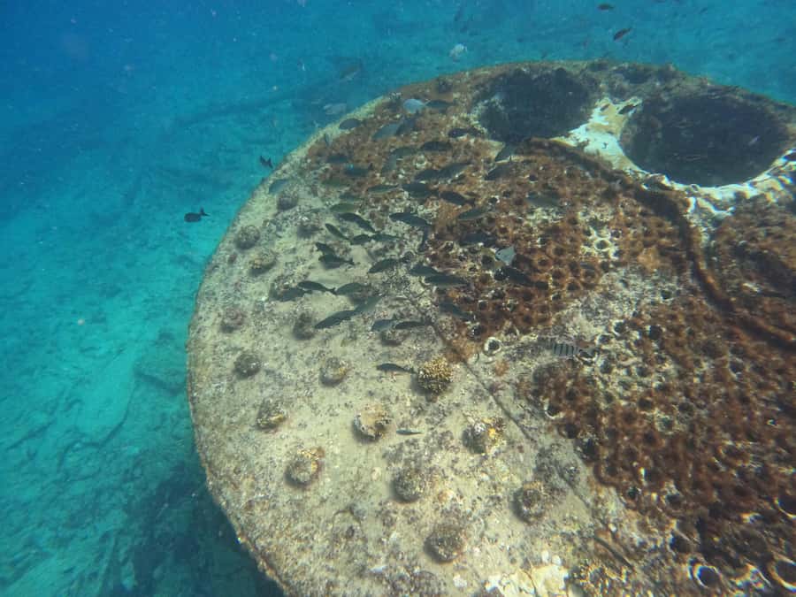 Snorkelling trip with certificate local guide - Who will enjoy this trip most?