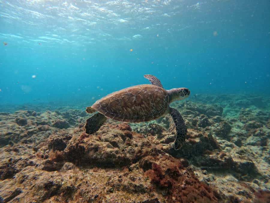 Snorkelling trip with certificate local guide - Booking advice and final verdict