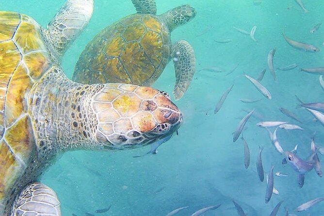 Spectacular experience with sea turtles - Meeting the young sea turtles