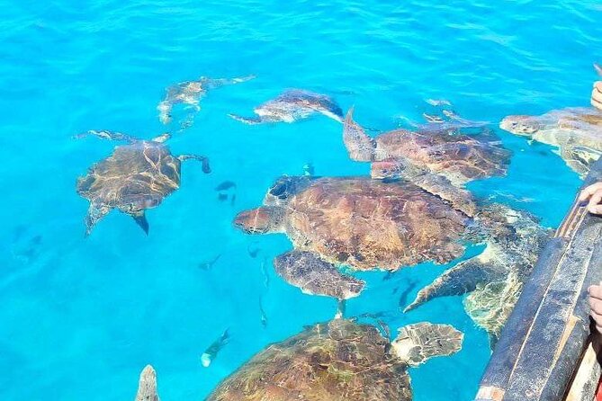 Spectacular experience with sea turtles - Price and value at $61.58