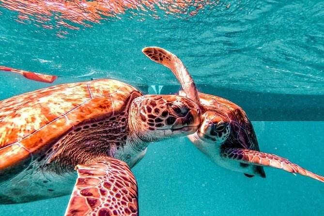 Spectacular experience with sea turtles - Who will enjoy this experience most