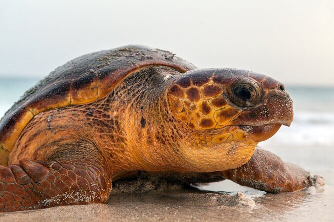 Turtle Experience in Sal island - Watching the turtle choose its nesting place